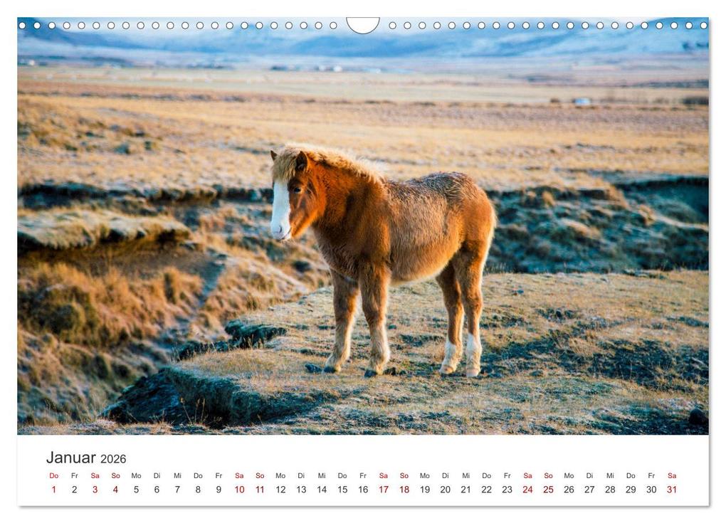 Weitere Ansicht: Islandpferde - Die süßen Pferde im Norden. (Wandkalender 2026 DIN A3 quer), CALVENDO Monatskalender | Calvendo, M. Scott