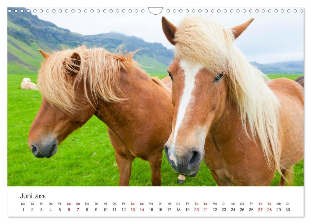 Weitere Ansicht: Islandpferde - Die süßen Pferde im Norden. (Wandkalender 2026 DIN A3 quer), CALVENDO Monatskalender | Calvendo, M. Scott