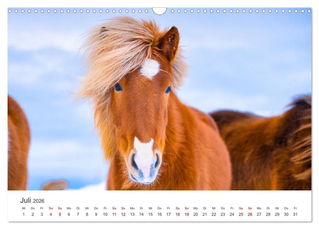 Weitere Ansicht: Islandpferde - Die süßen Pferde im Norden. (Wandkalender 2026 DIN A3 quer), CALVENDO Monatskalender | Calvendo, M. Scott