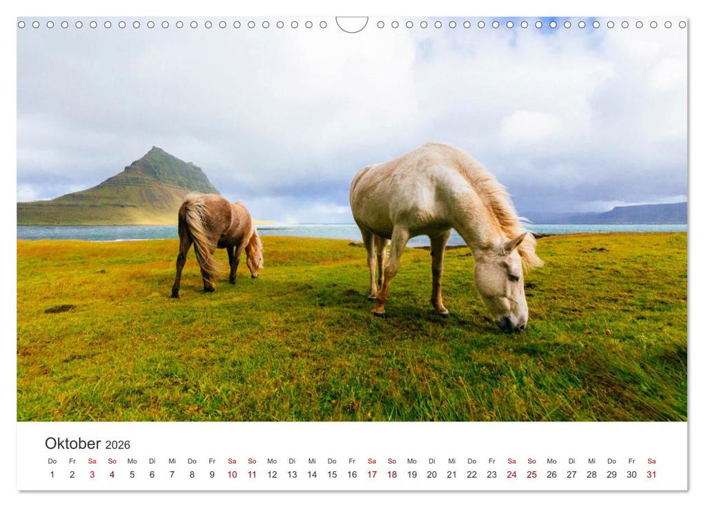 Weitere Ansicht: Islandpferde - Die süßen Pferde im Norden. (Wandkalender 2026 DIN A3 quer), CALVENDO Monatskalender | Calvendo, M. Scott