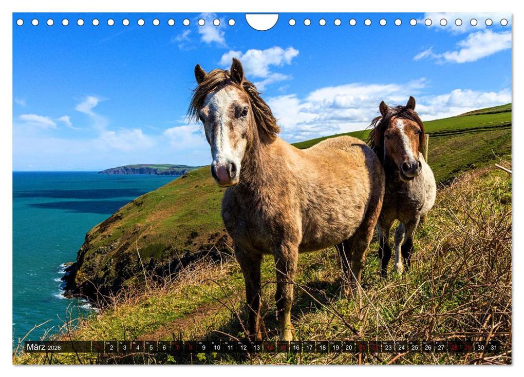 Weitere Ansicht: Pferde - wild und ungezähmt (Wandkalender 2026 DIN A4 quer), CALVENDO Monatskalender | Calvendo, Renate Utz