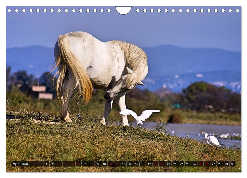 Weitere Ansicht: Pferde - wild und ungezähmt (Wandkalender 2026 DIN A4 quer), CALVENDO Monatskalender | Calvendo, Renate Utz
