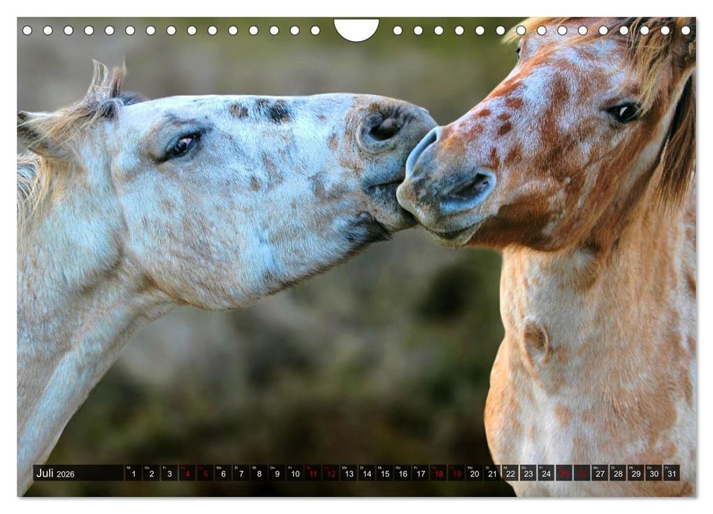 Weitere Ansicht: Pferde - wild und ungezähmt (Wandkalender 2026 DIN A4 quer), CALVENDO Monatskalender | Calvendo, Renate Utz