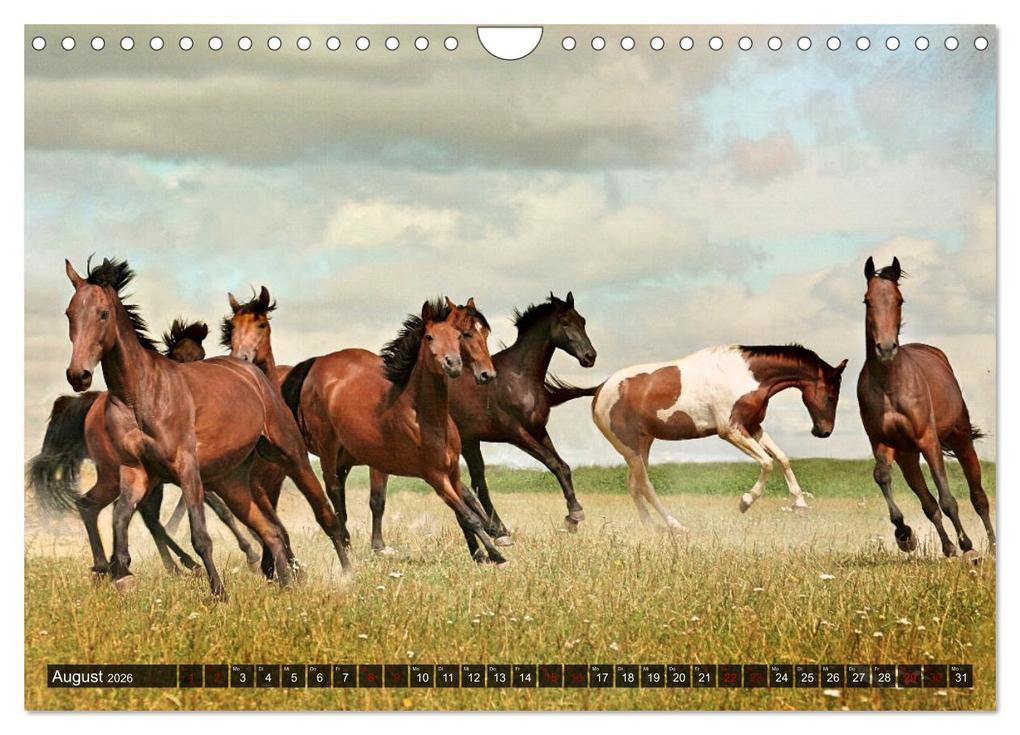 Weitere Ansicht: Pferde - wild und ungezähmt (Wandkalender 2026 DIN A4 quer), CALVENDO Monatskalender | Calvendo, Renate Utz