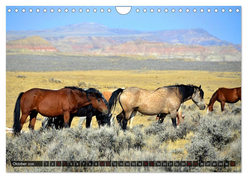 Weitere Ansicht: Pferde - wild und ungezähmt (Wandkalender 2026 DIN A4 quer), CALVENDO Monatskalender | Calvendo, Renate Utz