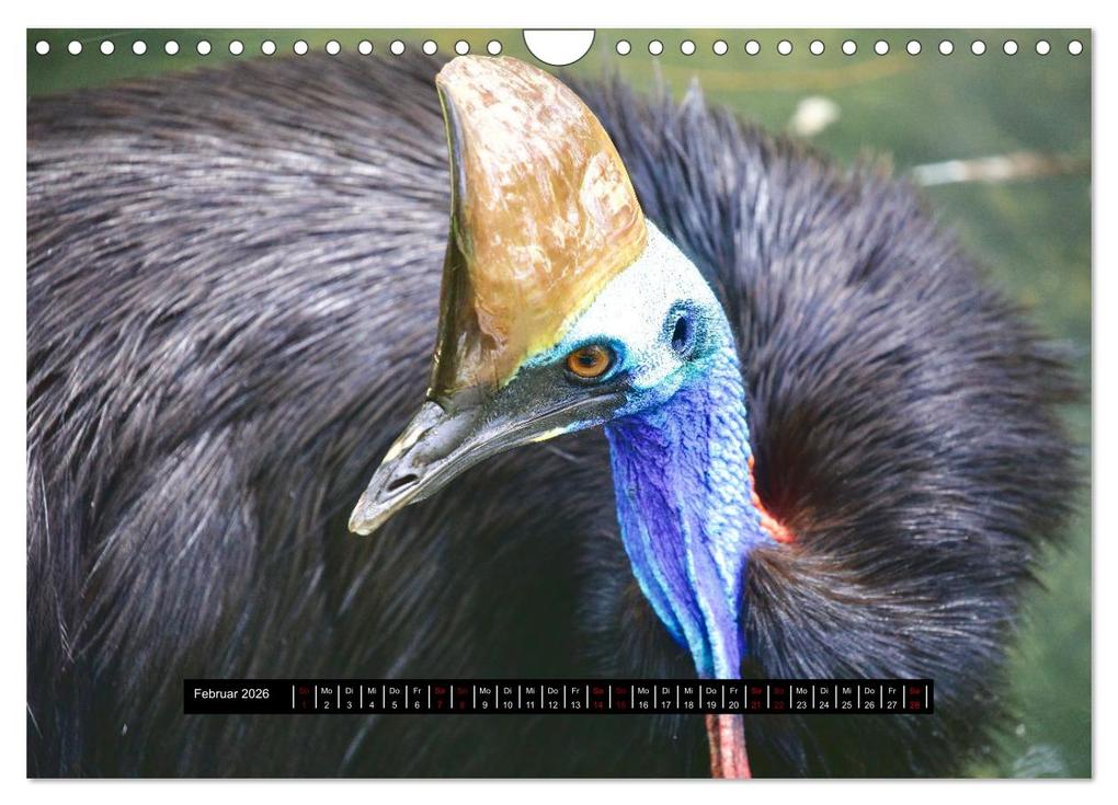 Weitere Ansicht: Faszination Australien - Welt der Vögel (Wandkalender 2026 DIN A4 quer), CALVENDO Monatskalender | Holm Anders, Calvendo