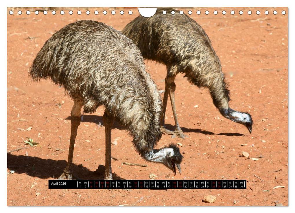 Weitere Ansicht: Faszination Australien - Welt der Vögel (Wandkalender 2026 DIN A4 quer), CALVENDO Monatskalender | Holm Anders, Calvendo