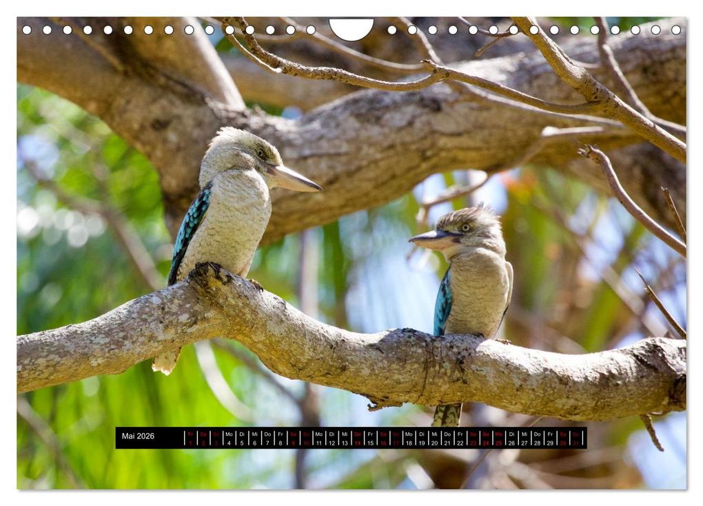 Weitere Ansicht: Faszination Australien - Welt der Vögel (Wandkalender 2026 DIN A4 quer), CALVENDO Monatskalender | Holm Anders, Calvendo