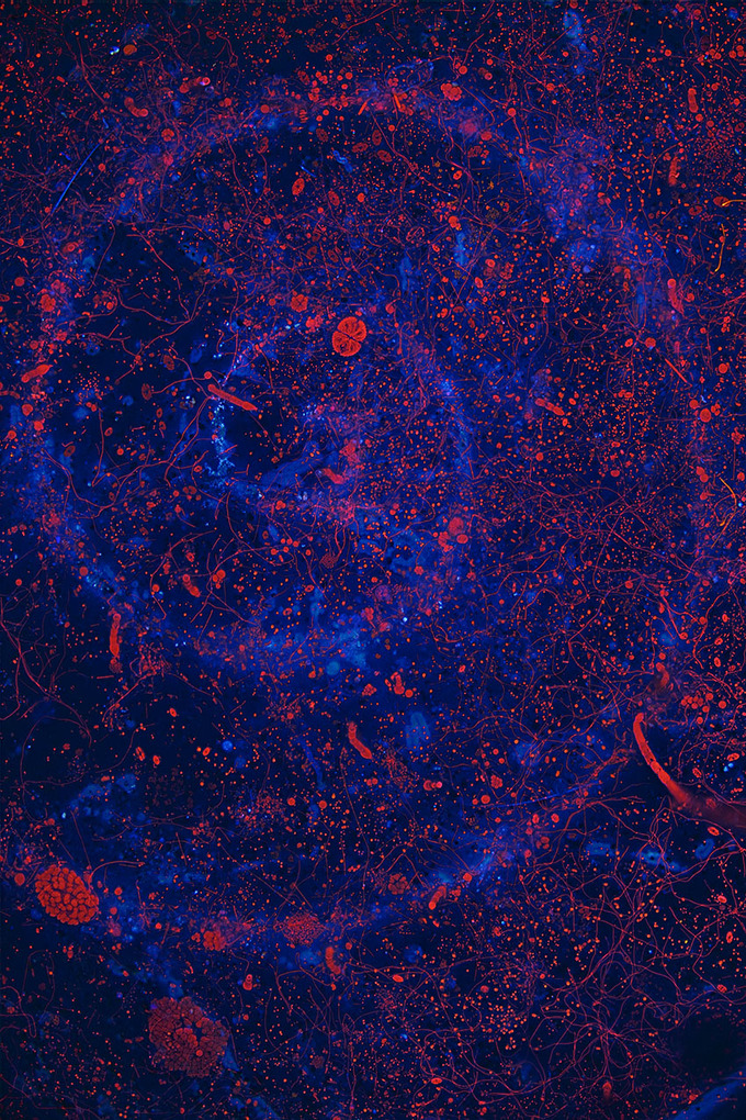 Weitere Ansicht: Die Formen der Natur | David Maitland