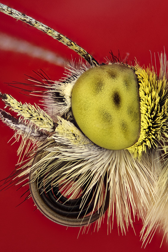 Weitere Ansicht: Die Formen der Natur | David Maitland