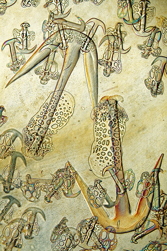 Weitere Ansicht: Die Formen der Natur | David Maitland