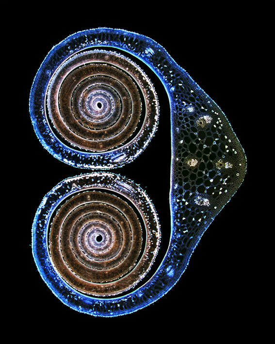 Weitere Ansicht: Die Formen der Natur | David Maitland