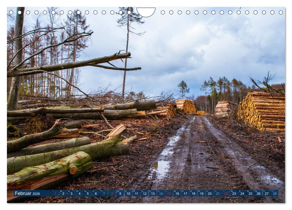 Weitere Ansicht: Unser Wald Stirbt (Wandkalender 2026 DIN A4 quer), CALVENDO Monatskalender | Tanja Riedel, Calvendo