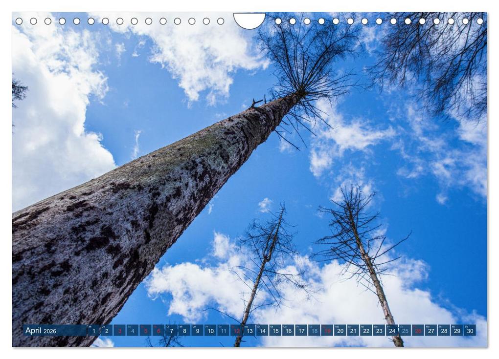 Weitere Ansicht: Unser Wald Stirbt (Wandkalender 2026 DIN A4 quer), CALVENDO Monatskalender | Tanja Riedel, Calvendo