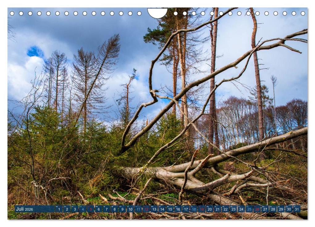Weitere Ansicht: Unser Wald Stirbt (Wandkalender 2026 DIN A4 quer), CALVENDO Monatskalender | Tanja Riedel, Calvendo