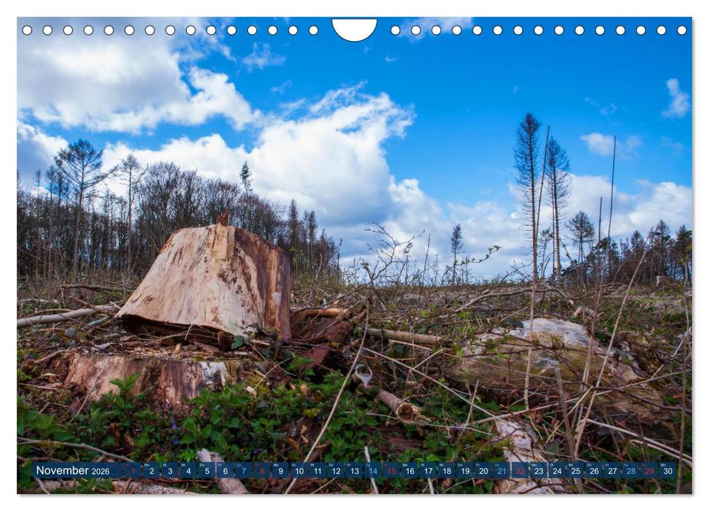 Weitere Ansicht: Unser Wald Stirbt (Wandkalender 2026 DIN A4 quer), CALVENDO Monatskalender | Tanja Riedel, Calvendo