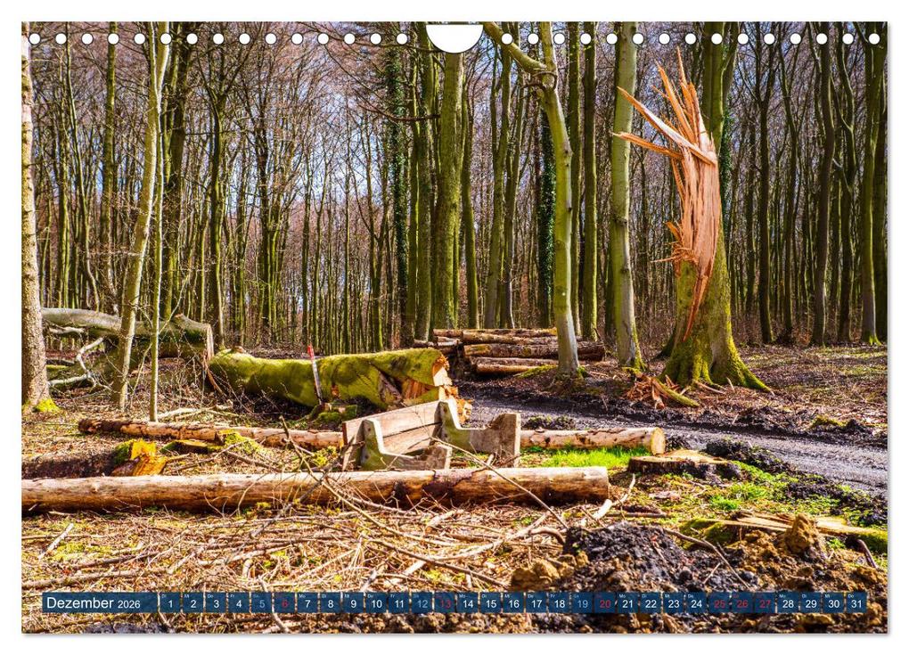 Weitere Ansicht: Unser Wald Stirbt (Wandkalender 2026 DIN A4 quer), CALVENDO Monatskalender | Tanja Riedel, Calvendo