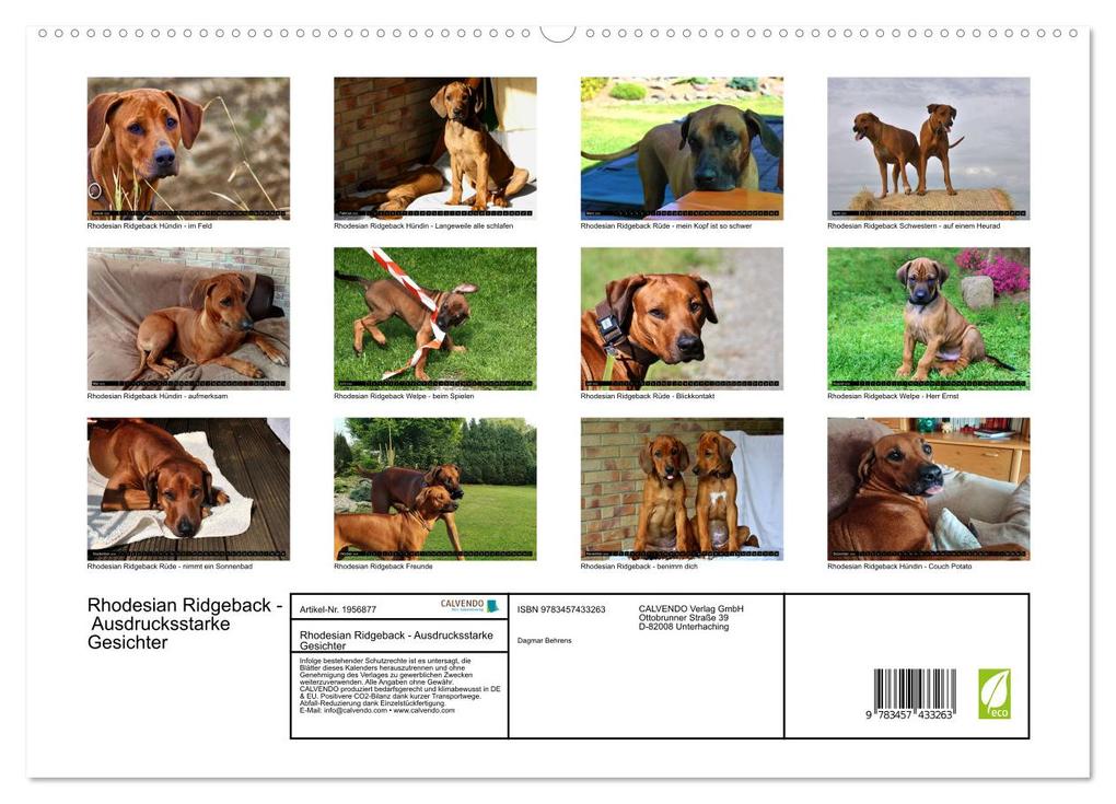 Weitere Ansicht: Rhodesian Ridgeback - Ausdrucksstarke Gesichter (hochwertiger Premium Wandkalender 2026 DIN A2 quer), Kunstdruck in Hochglanz | Dagmar Behrens, Calvendo