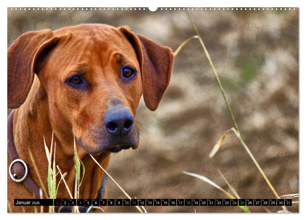 Weitere Ansicht: Rhodesian Ridgeback - Ausdrucksstarke Gesichter (hochwertiger Premium Wandkalender 2026 DIN A2 quer), Kunstdruck in Hochglanz | Dagmar Behrens, Calvendo