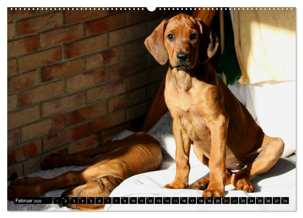 Weitere Ansicht: Rhodesian Ridgeback - Ausdrucksstarke Gesichter (hochwertiger Premium Wandkalender 2026 DIN A2 quer), Kunstdruck in Hochglanz | Dagmar Behrens, Calvendo