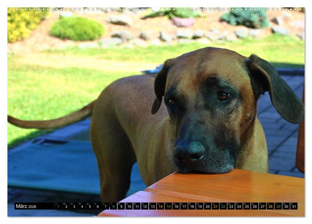 Weitere Ansicht: Rhodesian Ridgeback - Ausdrucksstarke Gesichter (hochwertiger Premium Wandkalender 2026 DIN A2 quer), Kunstdruck in Hochglanz | Dagmar Behrens, Calvendo