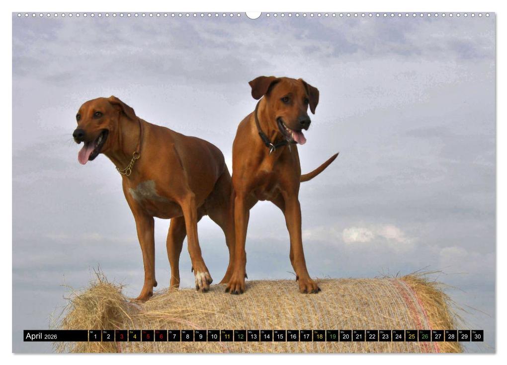 Weitere Ansicht: Rhodesian Ridgeback - Ausdrucksstarke Gesichter (hochwertiger Premium Wandkalender 2026 DIN A2 quer), Kunstdruck in Hochglanz | Dagmar Behrens, Calvendo