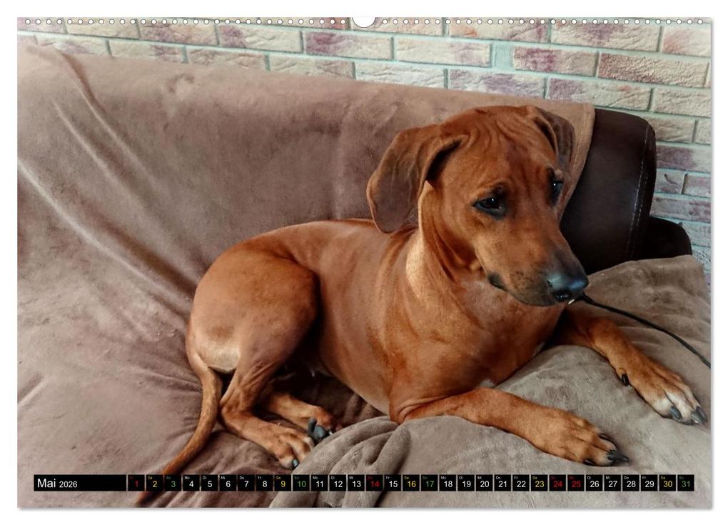 Weitere Ansicht: Rhodesian Ridgeback - Ausdrucksstarke Gesichter (hochwertiger Premium Wandkalender 2026 DIN A2 quer), Kunstdruck in Hochglanz | Dagmar Behrens, Calvendo