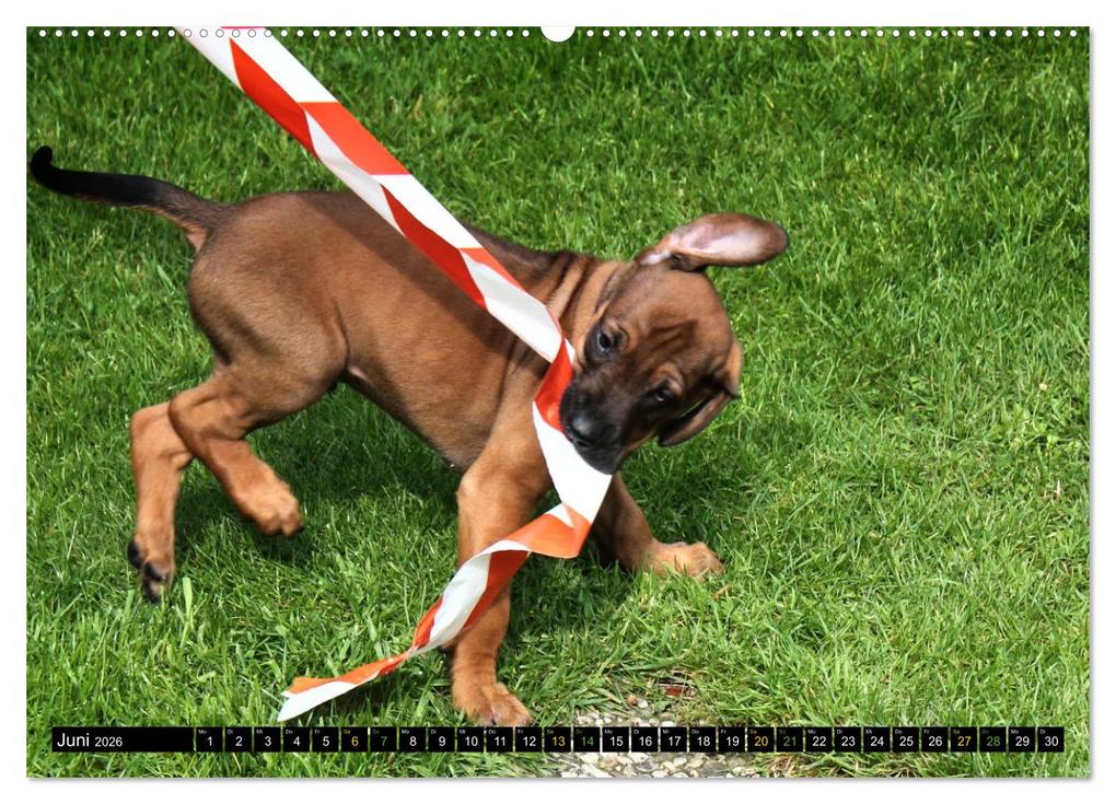 Weitere Ansicht: Rhodesian Ridgeback - Ausdrucksstarke Gesichter (hochwertiger Premium Wandkalender 2026 DIN A2 quer), Kunstdruck in Hochglanz | Dagmar Behrens, Calvendo