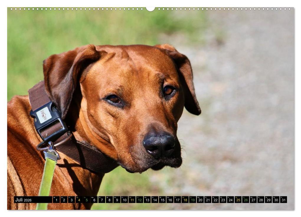 Weitere Ansicht: Rhodesian Ridgeback - Ausdrucksstarke Gesichter (hochwertiger Premium Wandkalender 2026 DIN A2 quer), Kunstdruck in Hochglanz | Dagmar Behrens, Calvendo