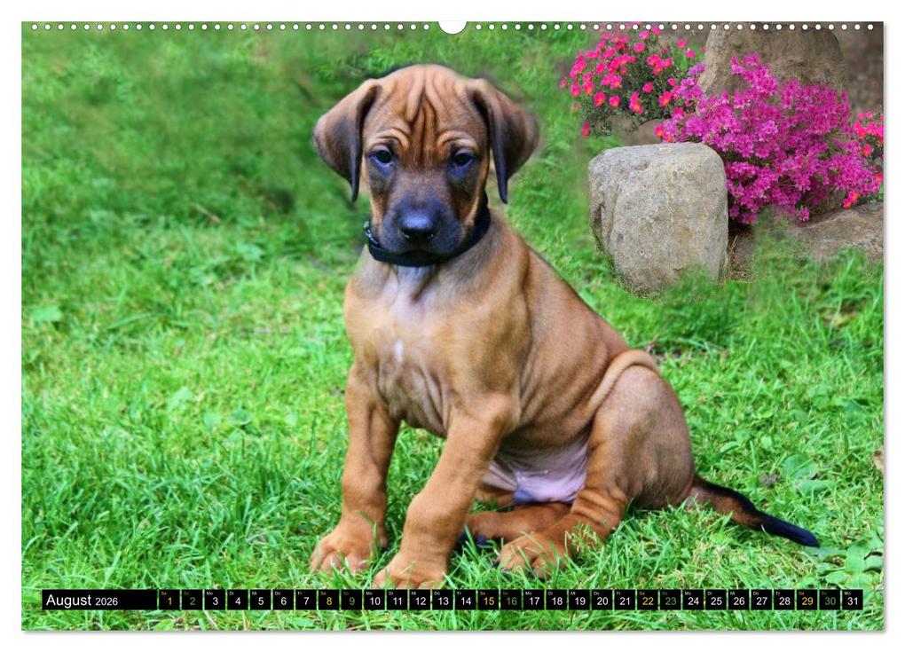 Weitere Ansicht: Rhodesian Ridgeback - Ausdrucksstarke Gesichter (hochwertiger Premium Wandkalender 2026 DIN A2 quer), Kunstdruck in Hochglanz | Dagmar Behrens, Calvendo