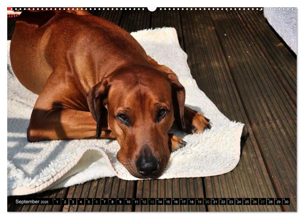 Weitere Ansicht: Rhodesian Ridgeback - Ausdrucksstarke Gesichter (hochwertiger Premium Wandkalender 2026 DIN A2 quer), Kunstdruck in Hochglanz | Dagmar Behrens, Calvendo