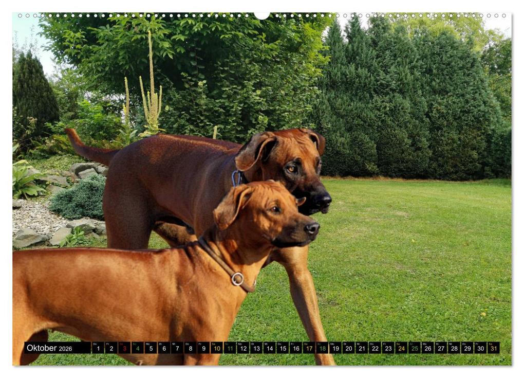 Weitere Ansicht: Rhodesian Ridgeback - Ausdrucksstarke Gesichter (hochwertiger Premium Wandkalender 2026 DIN A2 quer), Kunstdruck in Hochglanz | Dagmar Behrens, Calvendo