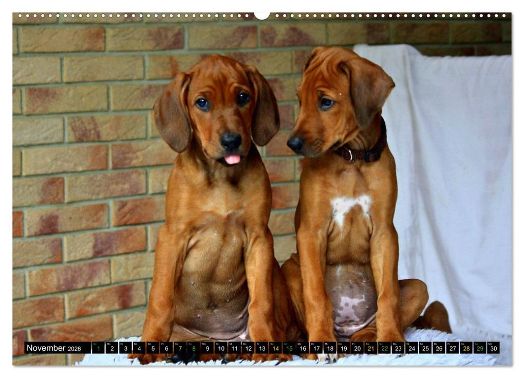 Weitere Ansicht: Rhodesian Ridgeback - Ausdrucksstarke Gesichter (hochwertiger Premium Wandkalender 2026 DIN A2 quer), Kunstdruck in Hochglanz | Dagmar Behrens, Calvendo