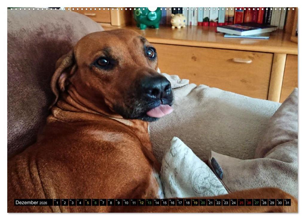 Weitere Ansicht: Rhodesian Ridgeback - Ausdrucksstarke Gesichter (hochwertiger Premium Wandkalender 2026 DIN A2 quer), Kunstdruck in Hochglanz | Dagmar Behrens, Calvendo