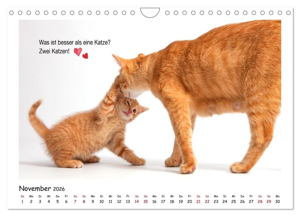 Weitere Ansicht: Kätzchen-Kalender mit Sprüchen (Wandkalender 2026 DIN A4 quer), CALVENDO Monatskalender | Calvendo, Martina Wrede - Wredefotografie