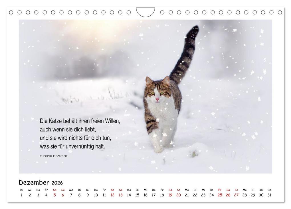 Weitere Ansicht: Kätzchen-Kalender mit Sprüchen (Wandkalender 2026 DIN A4 quer), CALVENDO Monatskalender | Calvendo, Martina Wrede - Wredefotografie