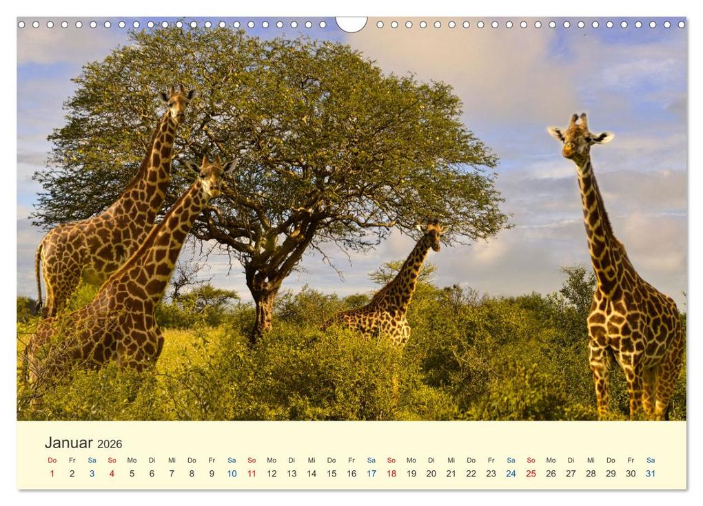 Weitere Ansicht: Safari in Kenia (Wandkalender 2026 DIN A3 quer), CALVENDO Monatskalender | Calvendo, Heinz-Peter Schwerin