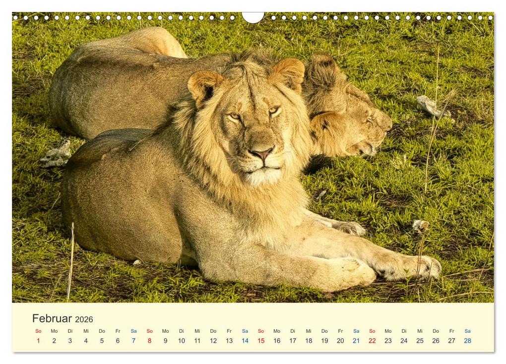Weitere Ansicht: Safari in Kenia (Wandkalender 2026 DIN A3 quer), CALVENDO Monatskalender | Calvendo, Heinz-Peter Schwerin
