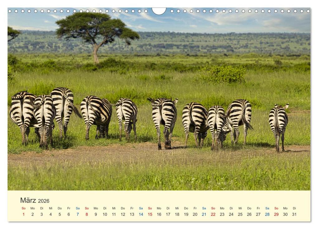 Weitere Ansicht: Safari in Kenia (Wandkalender 2026 DIN A3 quer), CALVENDO Monatskalender | Calvendo, Heinz-Peter Schwerin