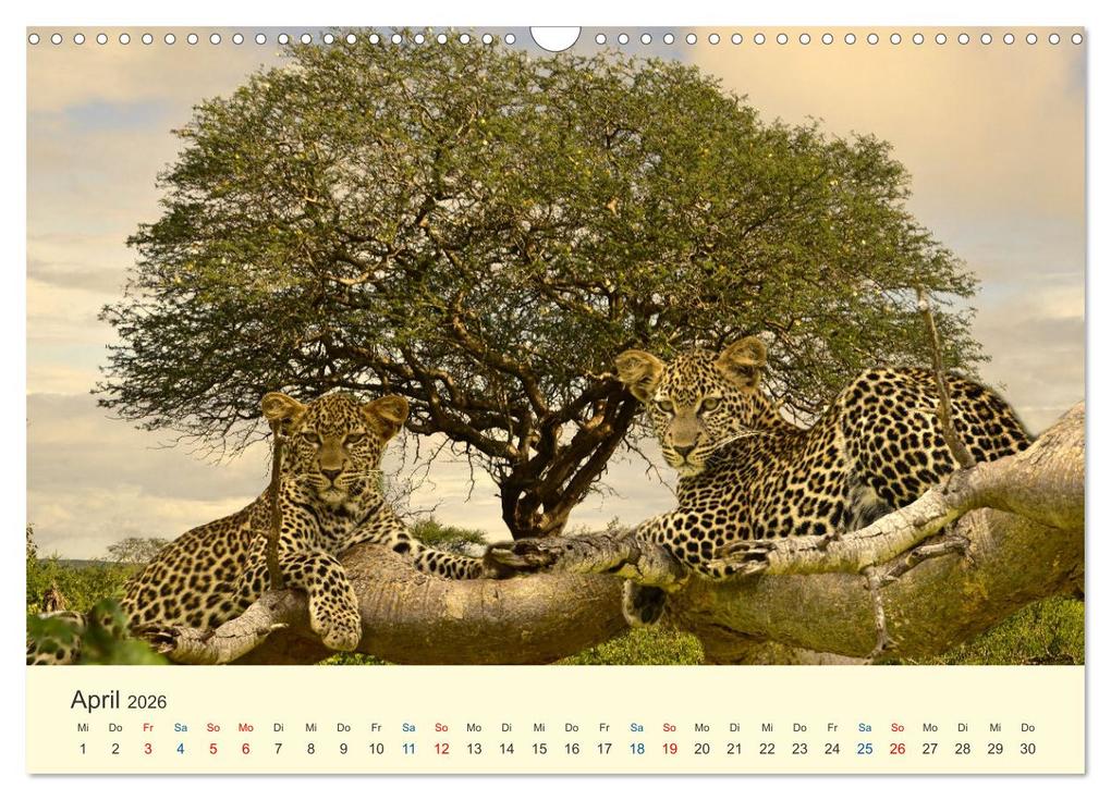 Weitere Ansicht: Safari in Kenia (Wandkalender 2026 DIN A3 quer), CALVENDO Monatskalender | Calvendo, Heinz-Peter Schwerin