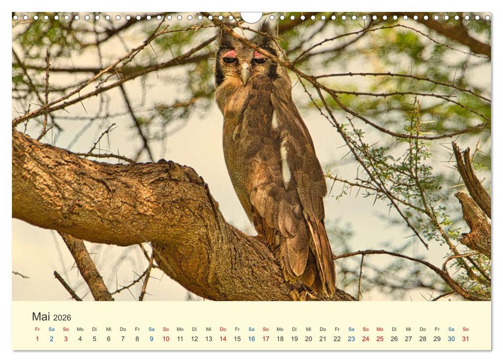 Weitere Ansicht: Safari in Kenia (Wandkalender 2026 DIN A3 quer), CALVENDO Monatskalender | Calvendo, Heinz-Peter Schwerin