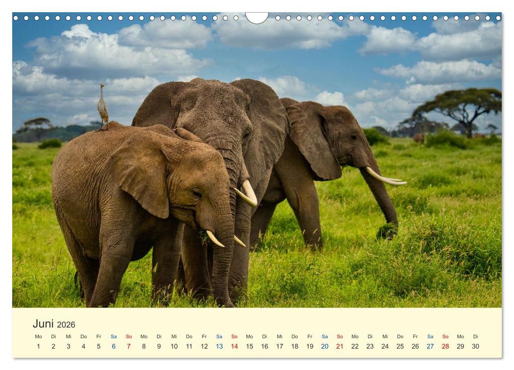 Weitere Ansicht: Safari in Kenia (Wandkalender 2026 DIN A3 quer), CALVENDO Monatskalender | Calvendo, Heinz-Peter Schwerin