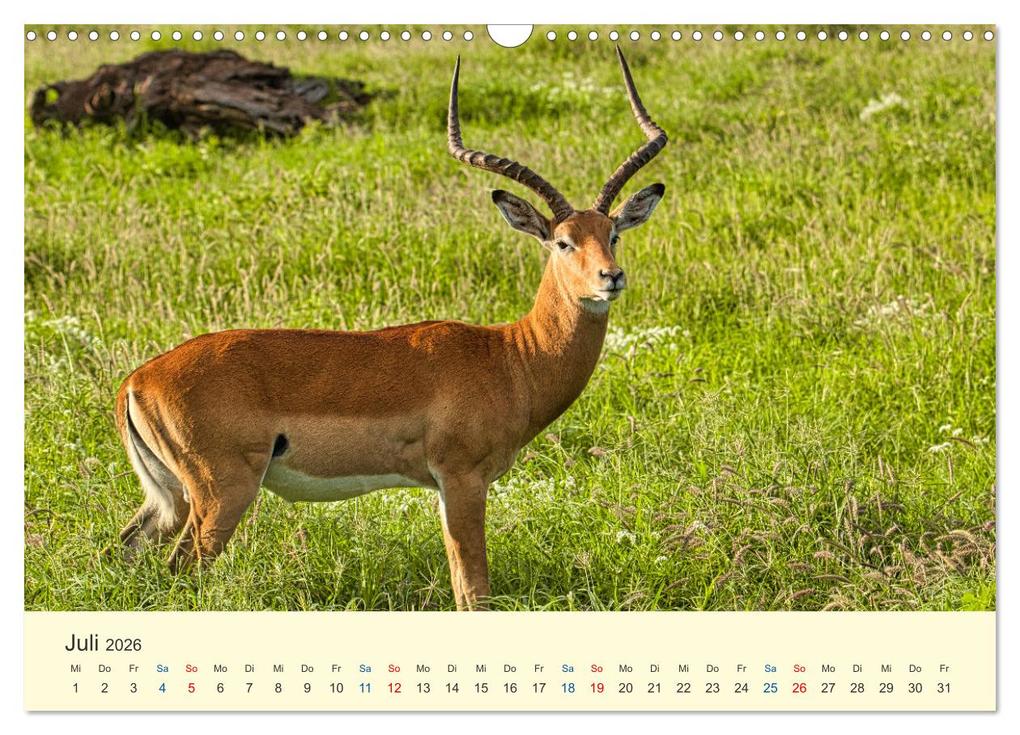 Weitere Ansicht: Safari in Kenia (Wandkalender 2026 DIN A3 quer), CALVENDO Monatskalender | Calvendo, Heinz-Peter Schwerin
