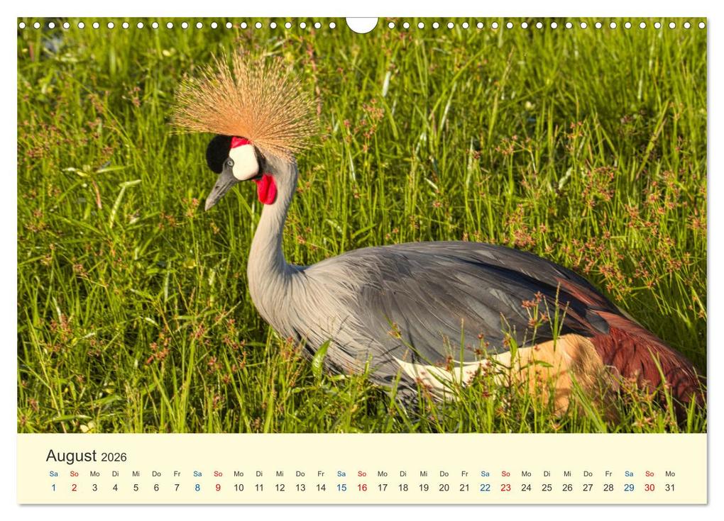 Weitere Ansicht: Safari in Kenia (Wandkalender 2026 DIN A3 quer), CALVENDO Monatskalender | Calvendo, Heinz-Peter Schwerin