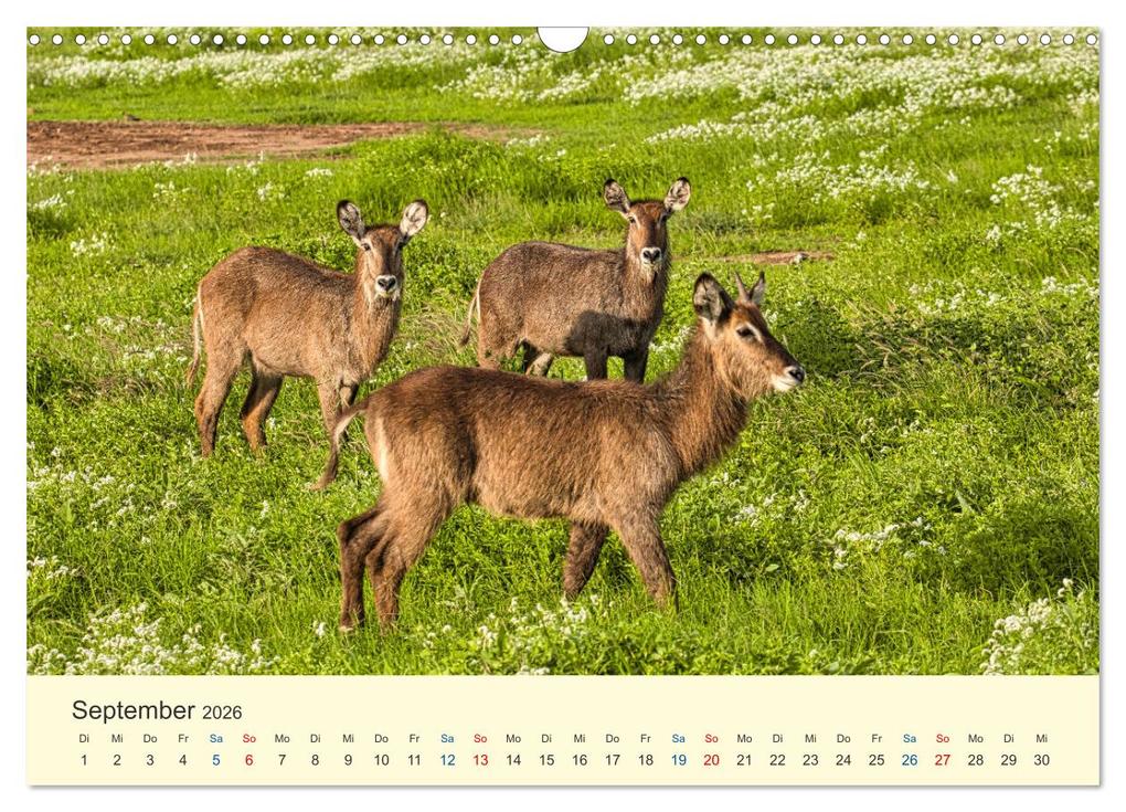 Weitere Ansicht: Safari in Kenia (Wandkalender 2026 DIN A3 quer), CALVENDO Monatskalender | Calvendo, Heinz-Peter Schwerin