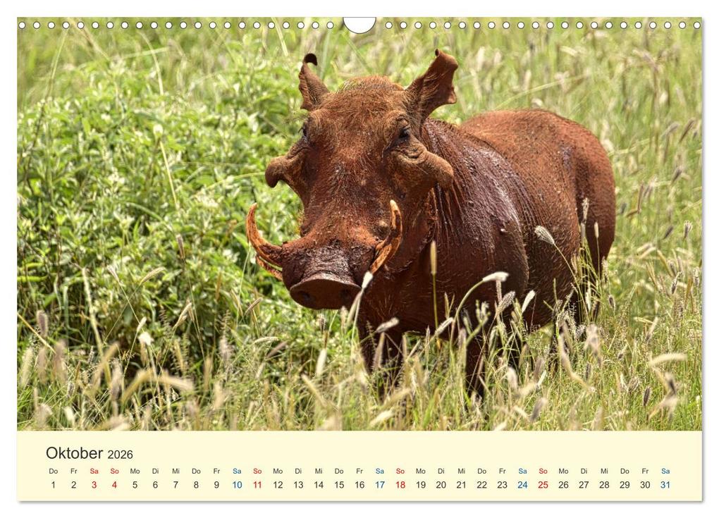 Weitere Ansicht: Safari in Kenia (Wandkalender 2026 DIN A3 quer), CALVENDO Monatskalender | Calvendo, Heinz-Peter Schwerin