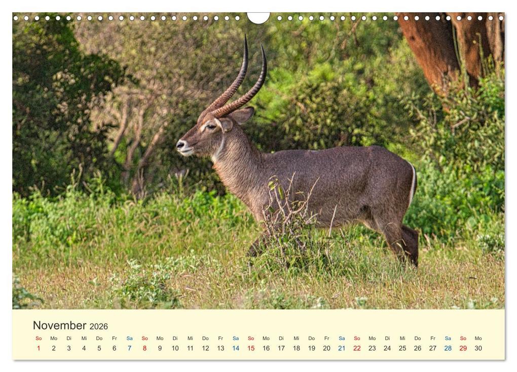 Weitere Ansicht: Safari in Kenia (Wandkalender 2026 DIN A3 quer), CALVENDO Monatskalender | Calvendo, Heinz-Peter Schwerin