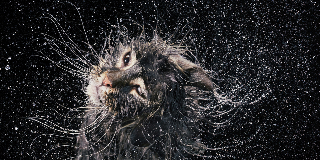 Weitere Ansicht: Katzen | Tim Flach