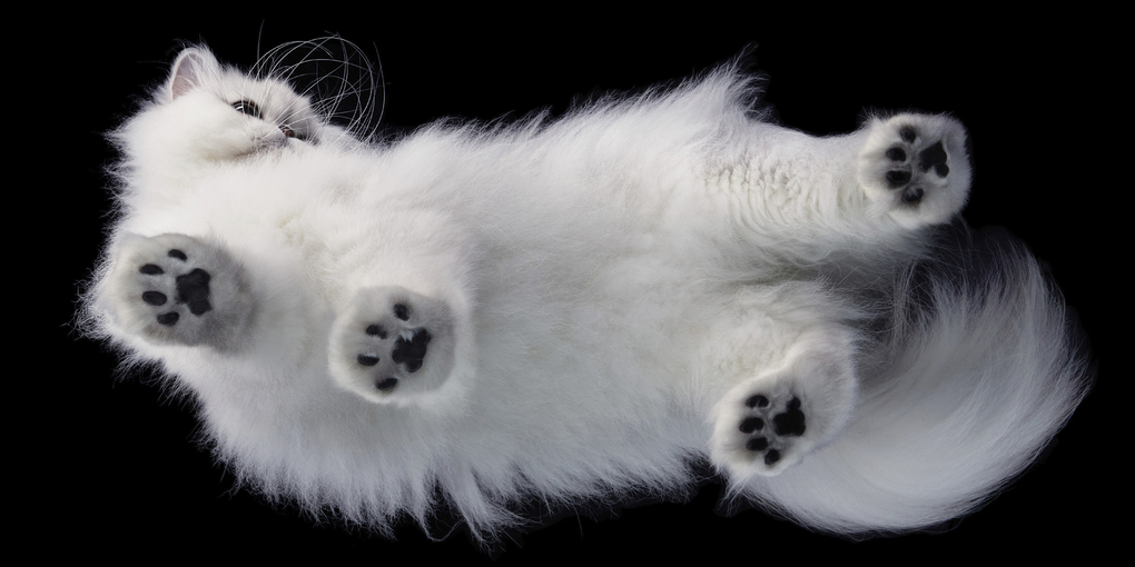 Weitere Ansicht: Katzen | Tim Flach