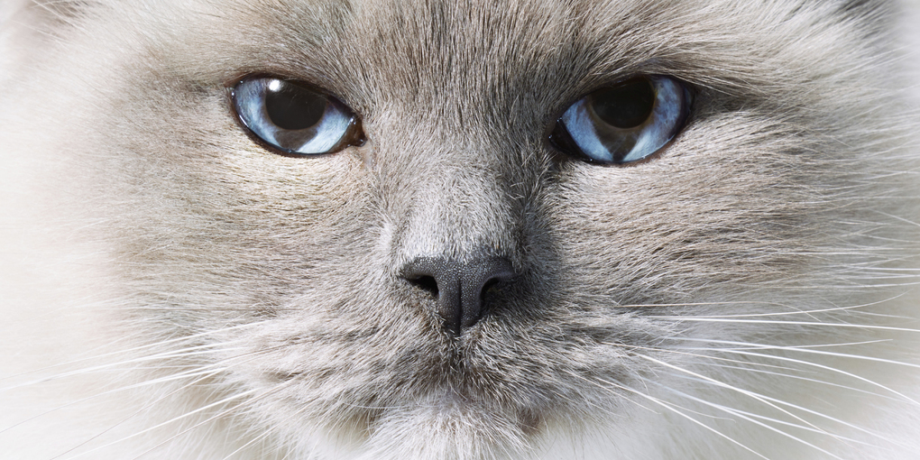 Weitere Ansicht: Katzen | Tim Flach